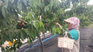 2020년 농업인 현장애로 실증시험 연구과제 공모하세요. 이미지