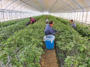 옥천군 생산적 일손 긴급지원반, 일손부족 농가에 큰 힘 이미지