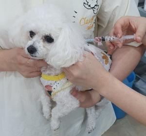 옥천군, 개 광견병 예방접종 실시 이미지