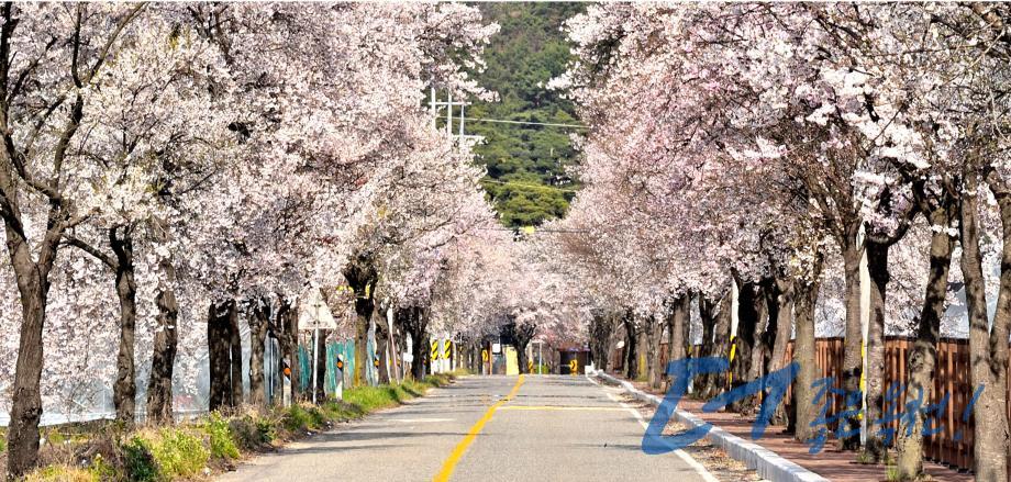 옛37번 국도변 벚꽃길（옥천2경 2 번째 사진