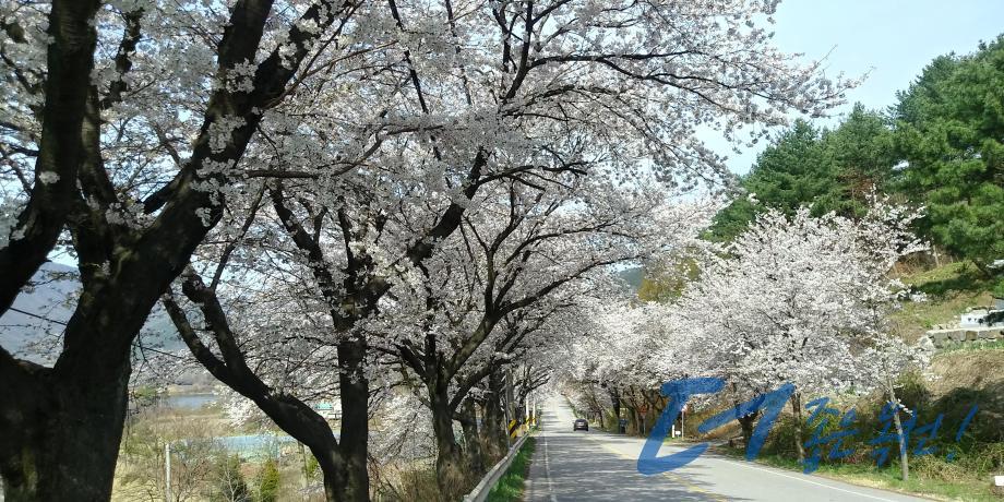 옛37번 국도변 벚꽃길（옥천2경 3 번째 사진