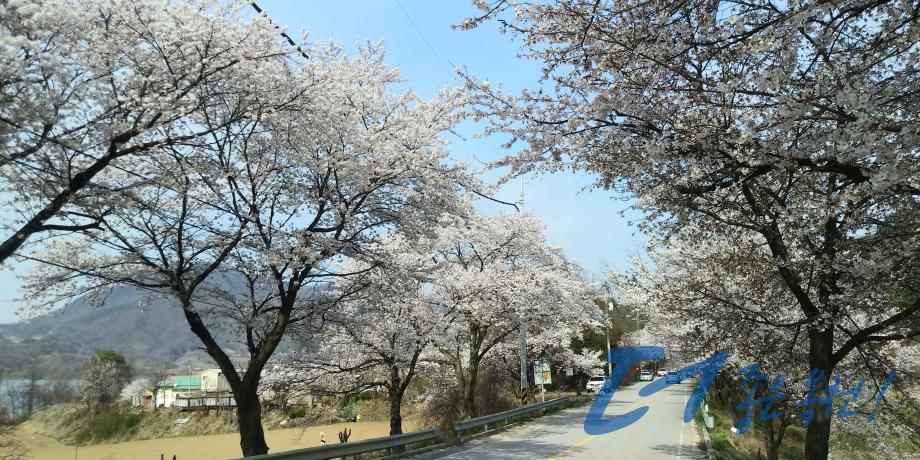 옛37번 국도변 벚꽃길（옥천2경 1 번째 사진