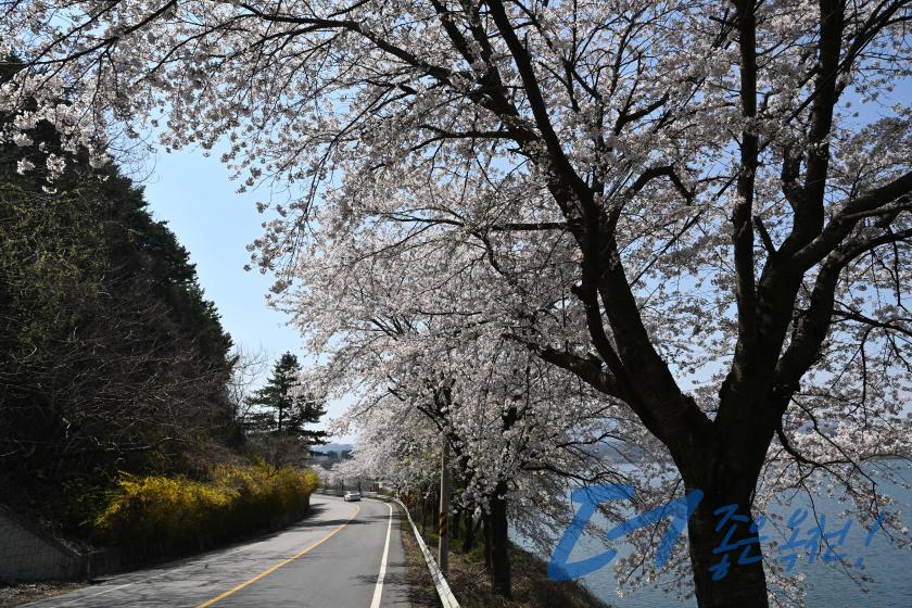 옛37번 국도변 벚꽃길（옥천2경 4 번째 사진