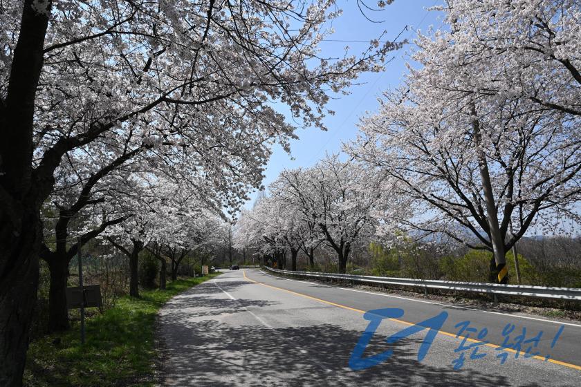 옛37번 국도변 벚꽃길（옥천2경 5 번째 사진