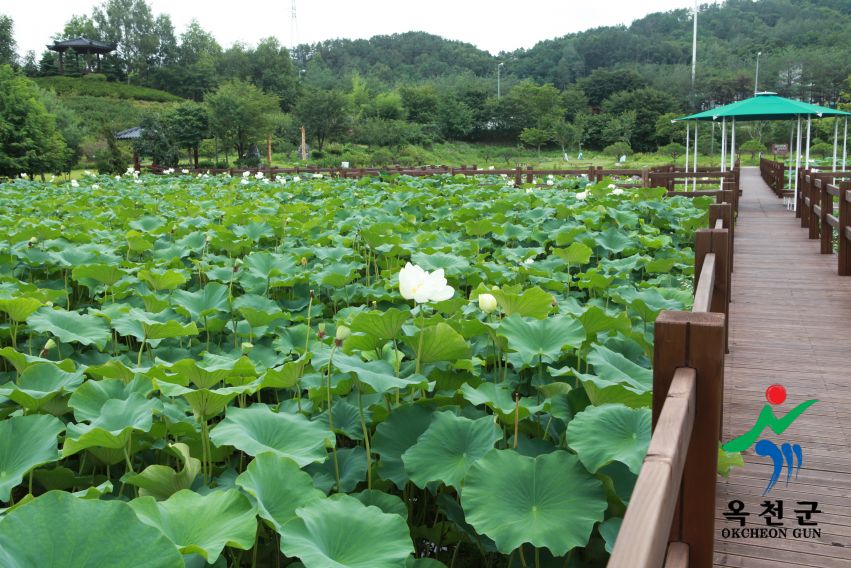 연꽃3
