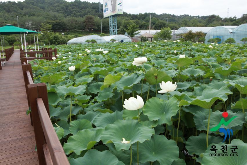 연꽃4