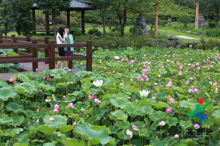 연꽃14