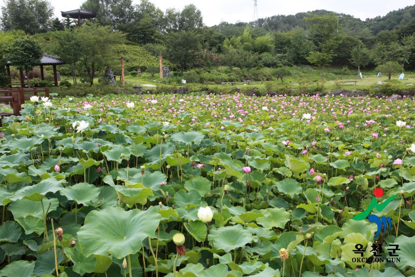 연꽃30