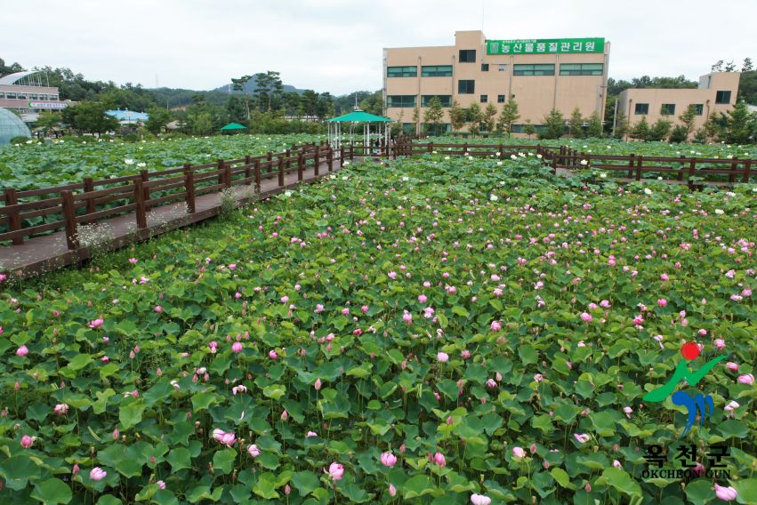 연꽃35