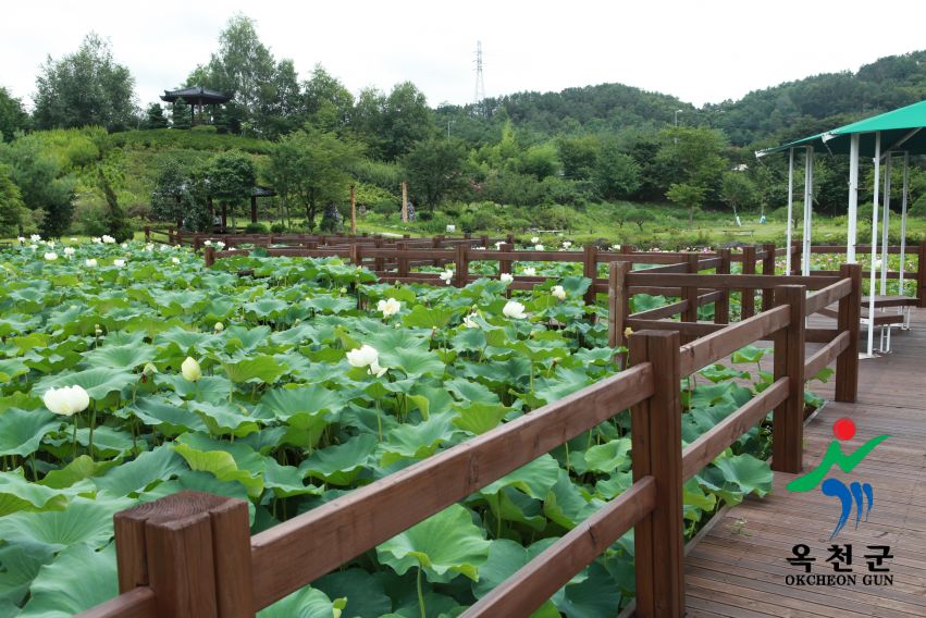 연꽃45