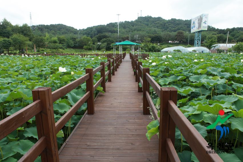 연꽃47