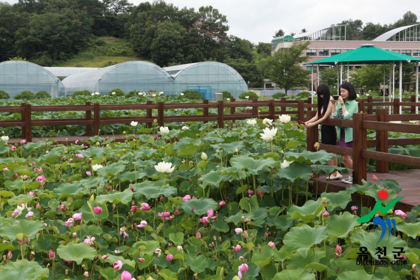 옥천군 명소사진 15 번째 사진