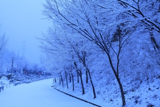 장령산 자연 휴양림 설경