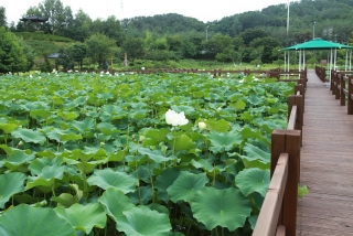 연꽃