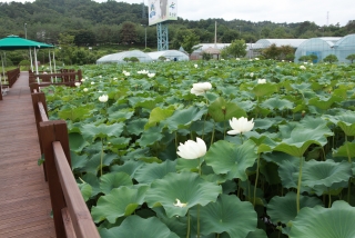 연꽃