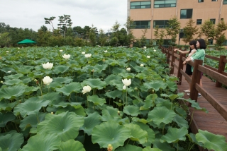 연꽃