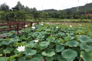 연꽃