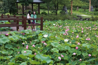 연꽃
