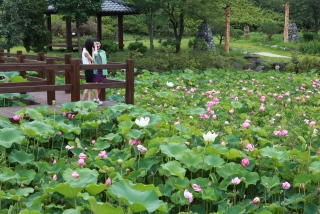 연꽃