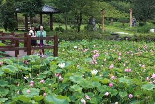 연꽃