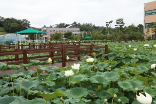 연꽃