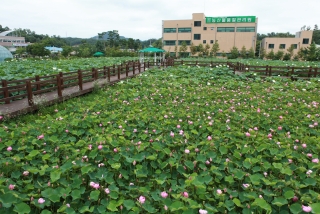 연꽃