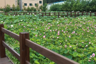 연꽃