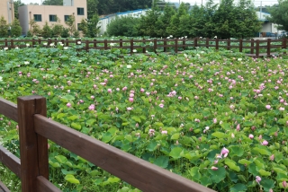 연꽃