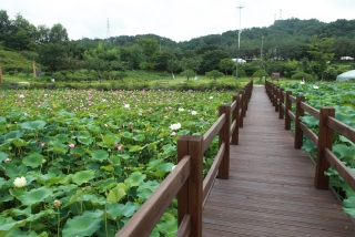 연꽃