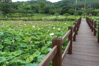 연꽃