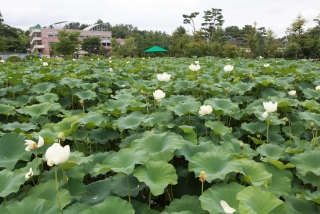 연꽃