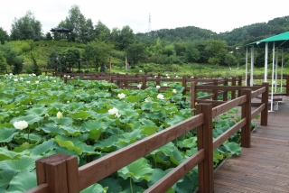 연꽃