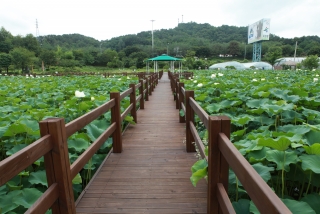 연꽃