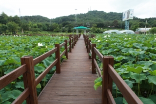 연꽃