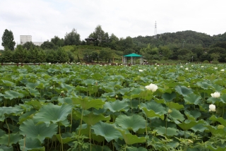 연꽃